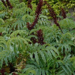 Melianthus major