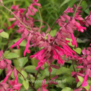 Salvia 'Wendy's Wish'