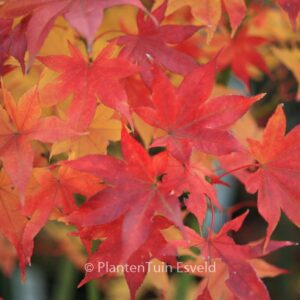 Acer palmatum 'Kogane-saka-e'
