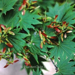 Acer japonicum 'Ezono o momiji'