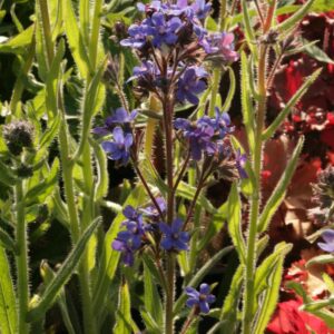 Anchusa azurea 'Dropmore'