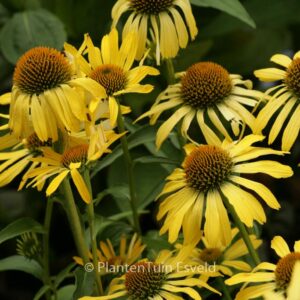Echinacea purpurea 'Cleopatra'