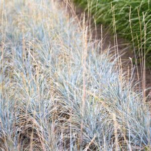 Elymus magellanicus