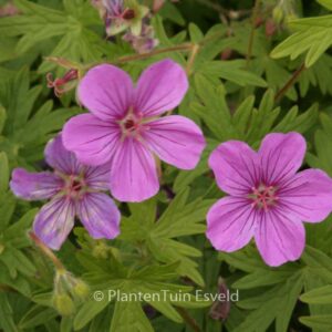 Geranium 'Dilys'