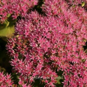 Sedum spectabile 'Septemberglut'