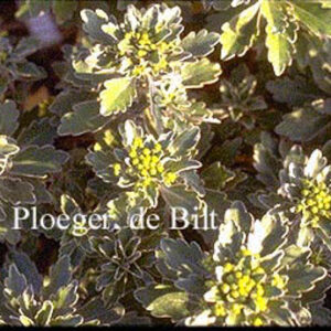 Ajania pacifica 'Gold and Silver'