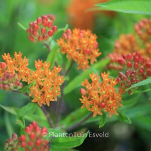 Asclepias tuberosa
