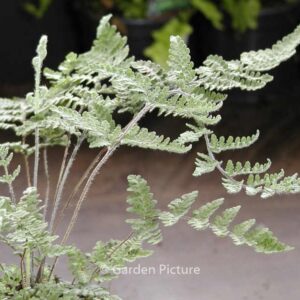 Cheilanthes lanosa