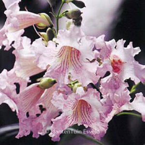 Chitalpa tashkentensis 'Pink Dawn'