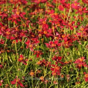Coreopsis 'Limerock Ruby'