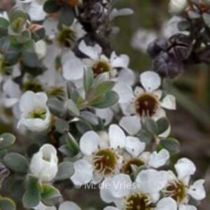 Leptospermum myrtifolium 'Silver Sheen'