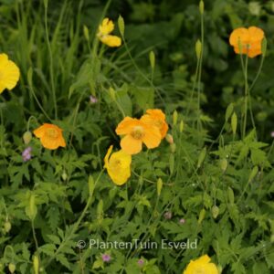 Meconopsis cambrica