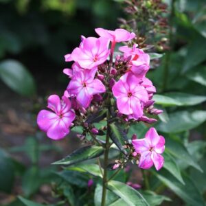Phlox 'Sweet Summer Surprise'