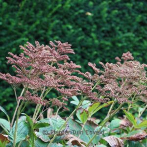 Rodgersia pinnata 'Die Schöne'