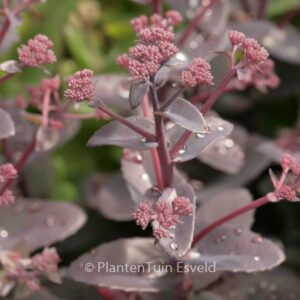 Sedum 'Xenox'