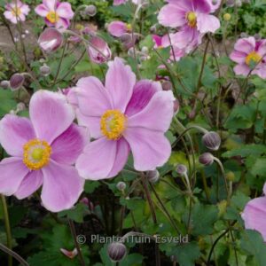 Anemone hybrida 'Elegans'