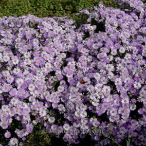 Aster 'JS Bart's Blue Beauty'