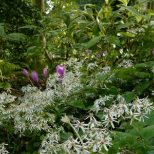 Aster divaricatus