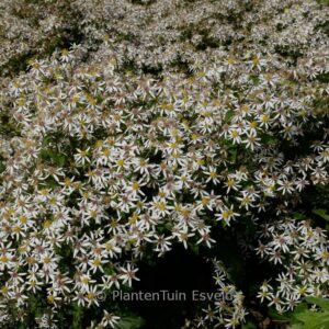 Aster divaricatus 'Tradescant'