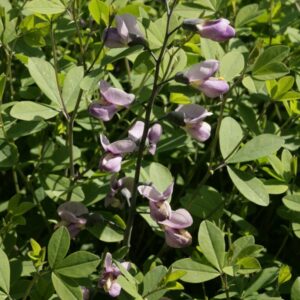 Baptisia 'Purple Smoke'