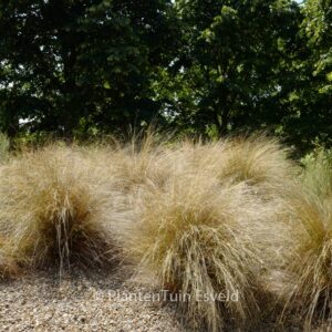 Carex testacea