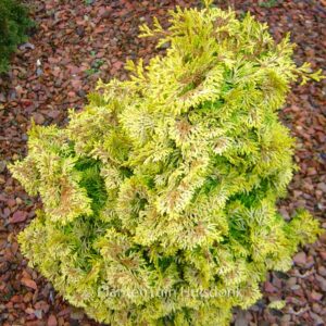 Chamaecyparis obtusa 'Aurea'