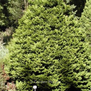 Chamaecyparis obtusa 'Tempelhof'