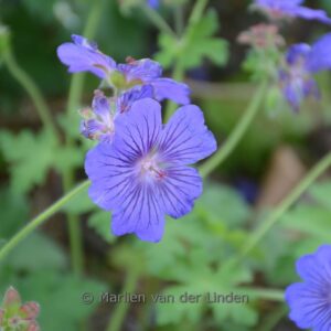 Geranium 'Sabani Blue'