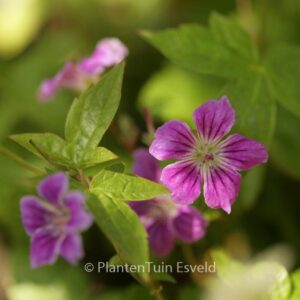 Geranium nodosum 'Clos du Coudray'
