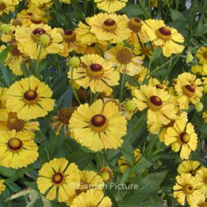 Helenium 'Flammenrad'
