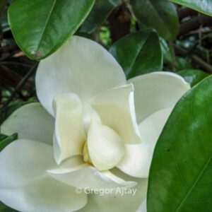 Magnolia grandiflora 'Victoria'