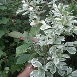 Nyssa sylvatica 'Sheri's Cloud'