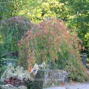 Prunus pendula 'Pendula Rubra'