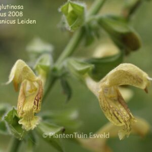Salvia glutinosa