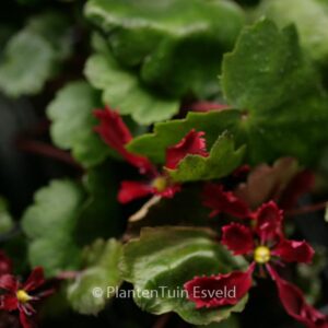 Saxifraga cortusifolia 'Beni-tsukasa'