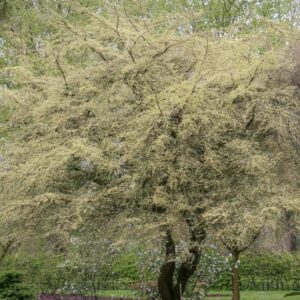 Ulmus parvifolia 'Geisha'