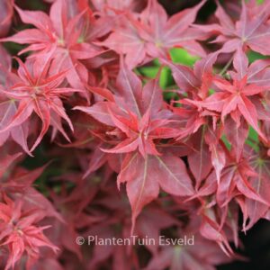 Acer palmatum 'Beni-hoshi'