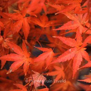 Acer palmatum 'Pine Bark'