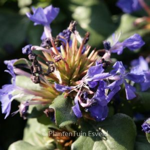 Chaenorhinum origanifolium 'Blue Dream'