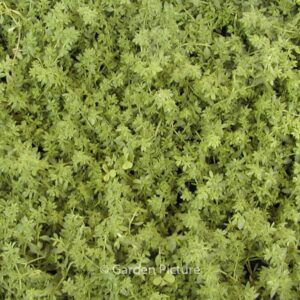 Herniaria glabra