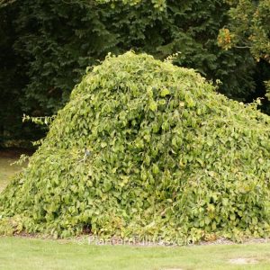 Parrotia persica 'Pendula'