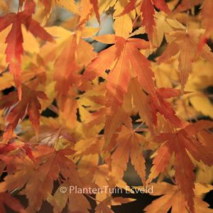 Acer palmatum 'Diana'