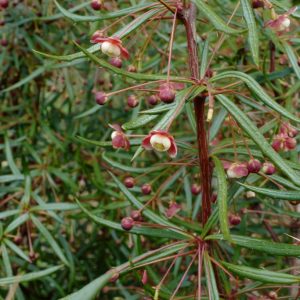 Berberis triacanthophora 'Cally Rose'