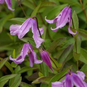 Clematis 'Floris V'
