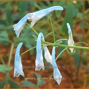 Corydalis mairei 'Porcelain Blue'