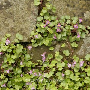Cymbalaria muralis