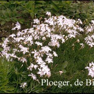 Dianthus arenarius