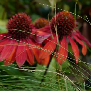 Echinacea purpurea 'Sangrita' (SOMBRERO SANGRIA)
