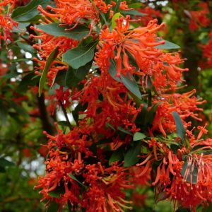 Embothrium coccineum