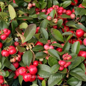 Gaultheria procumbens